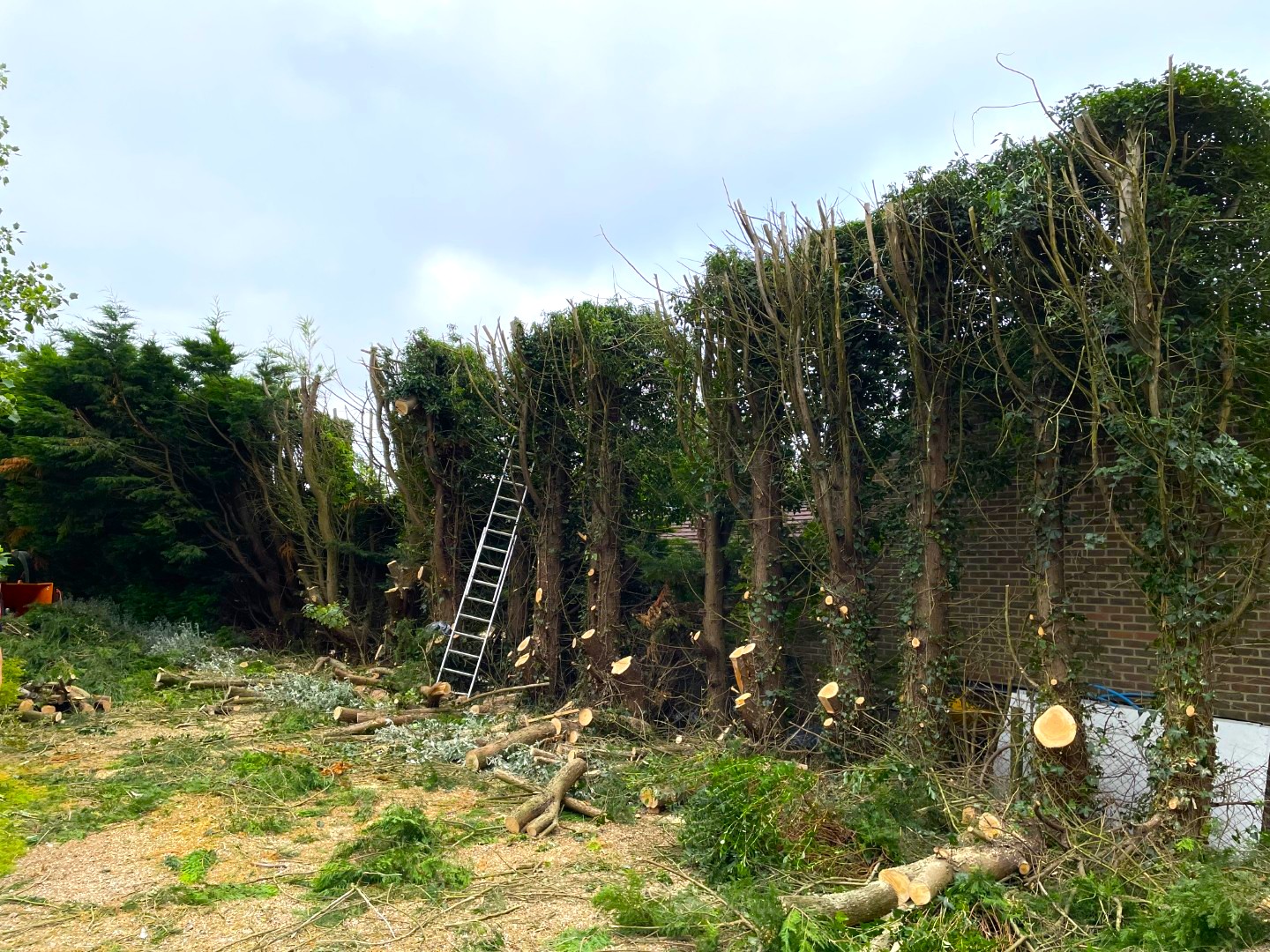 Tree surgery services