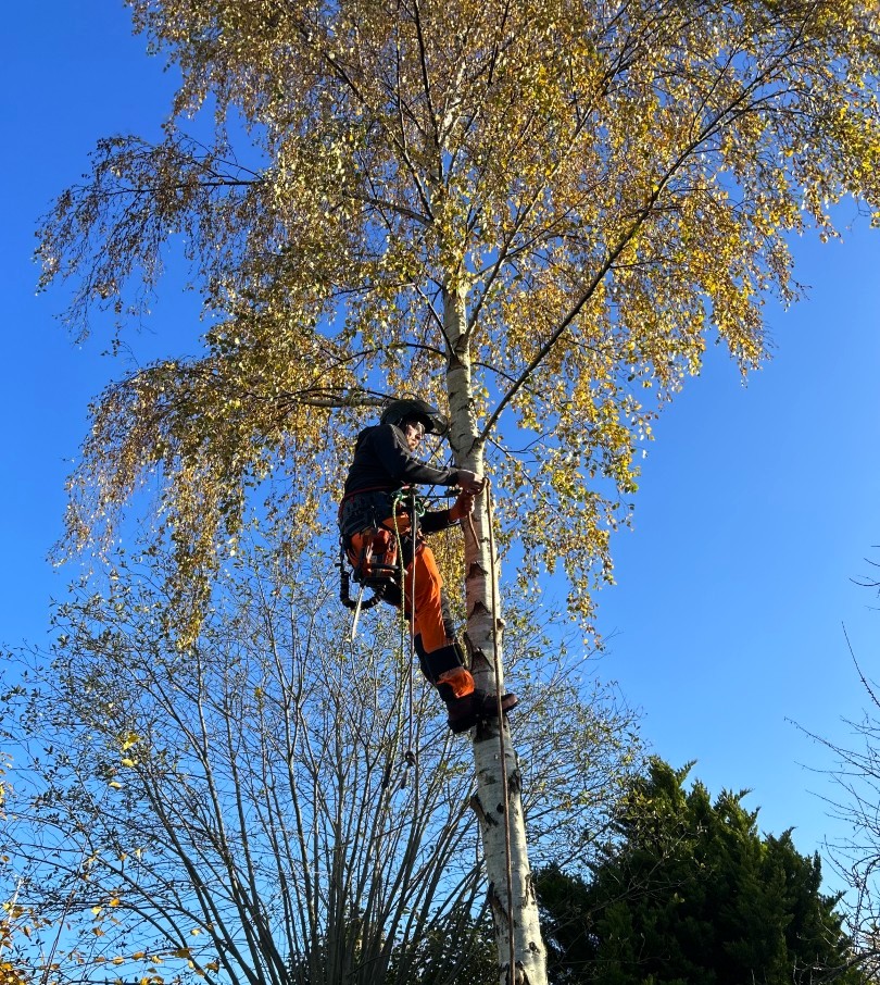 Tree surveys and inspections