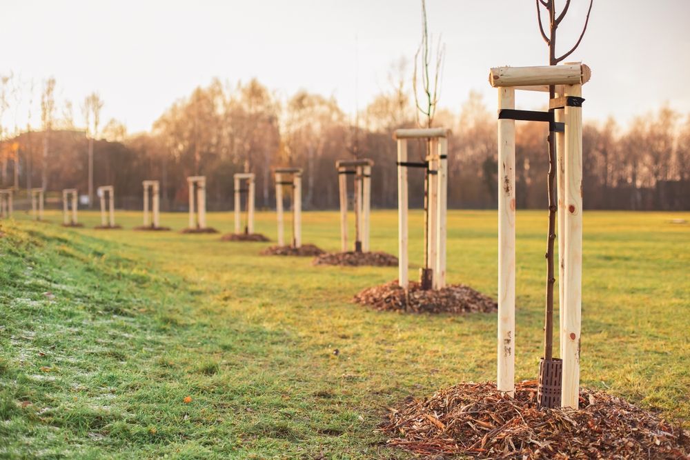 Tree and hedge planting